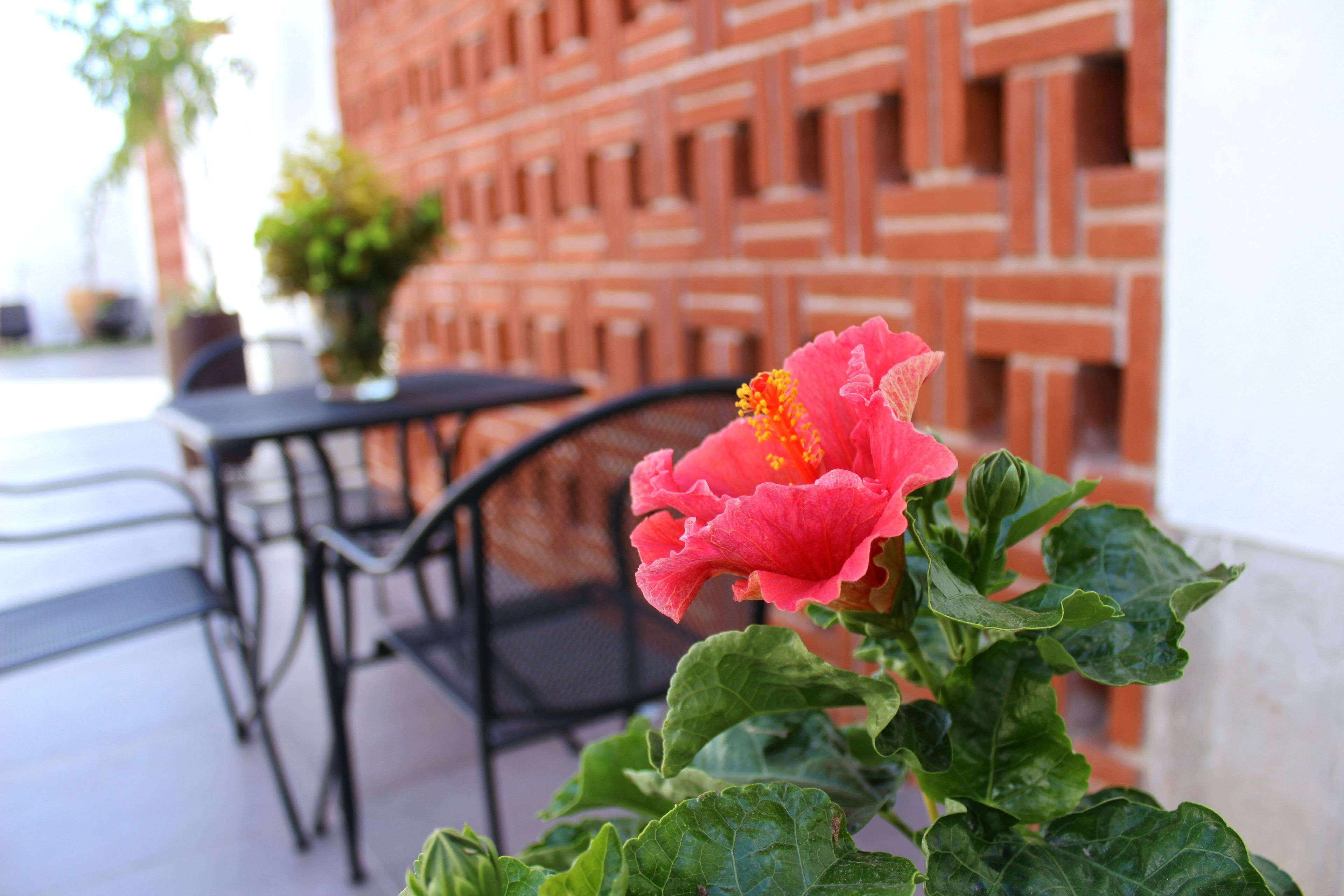 A pink flower in the foreground with a brick wall and outdoor furniture in the background.