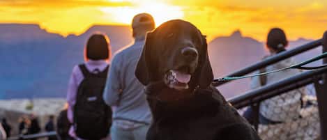 A dog sitting on a concrete path with a sunset in the background.