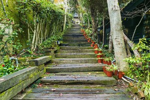 A stone staircase surrounded by greenery and potted plants.
