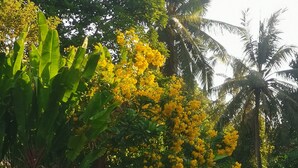 Un exuberante jardín con diversas plantas y una palmera.