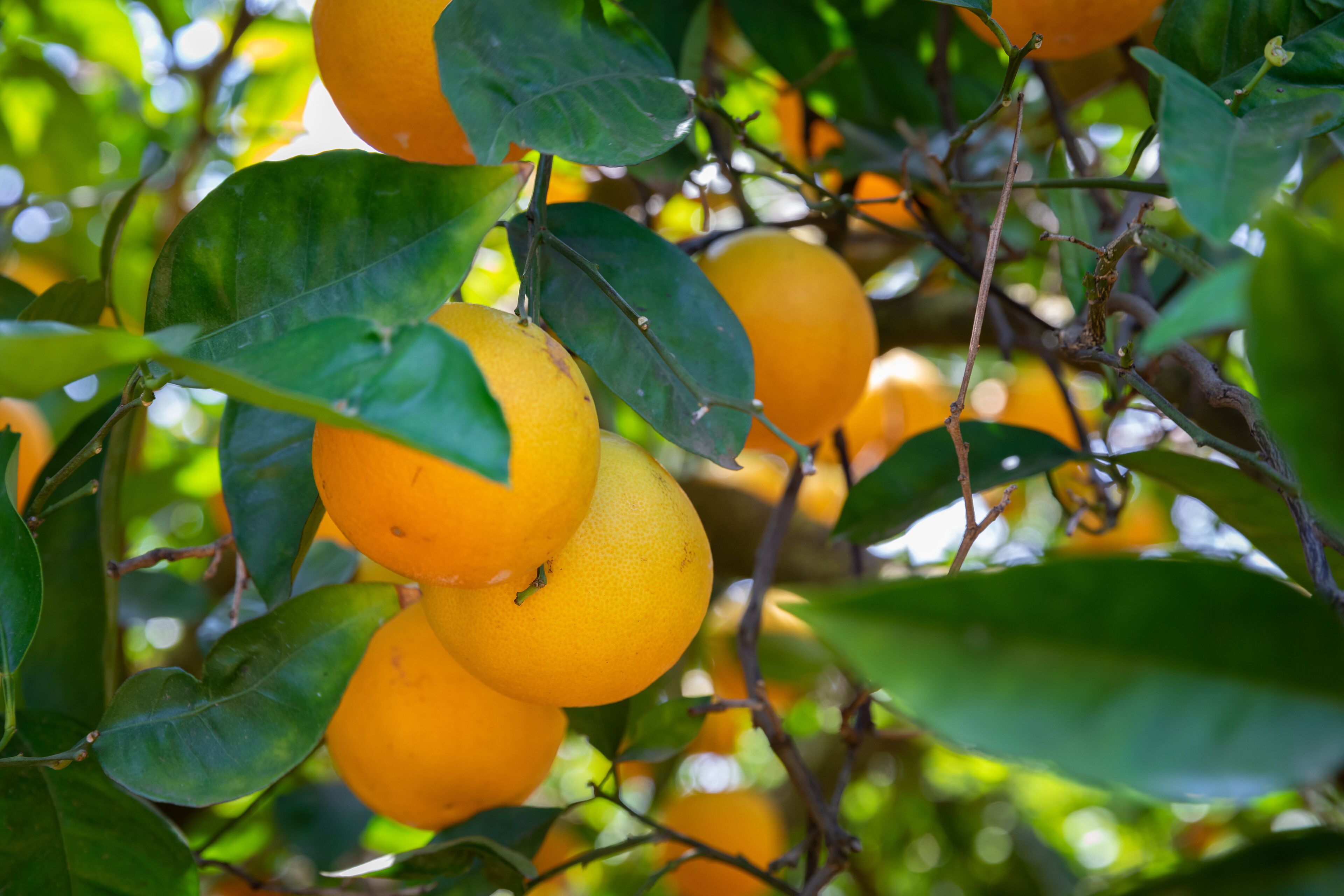 Foto - Apartamentos Flor da Laranja, Albufeira by AlgarveBlossom