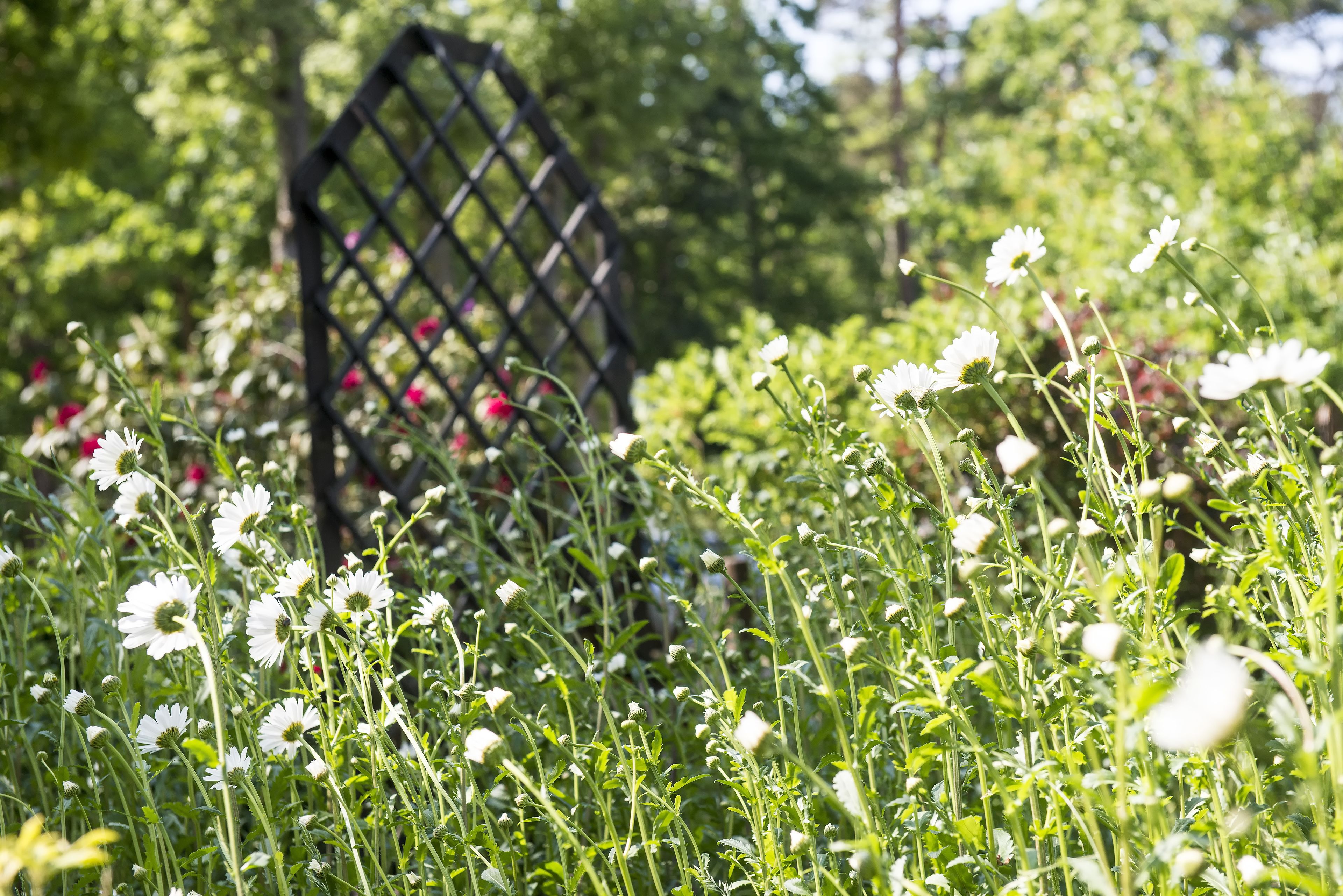 A garden with white flowers and a black lattice structure.
