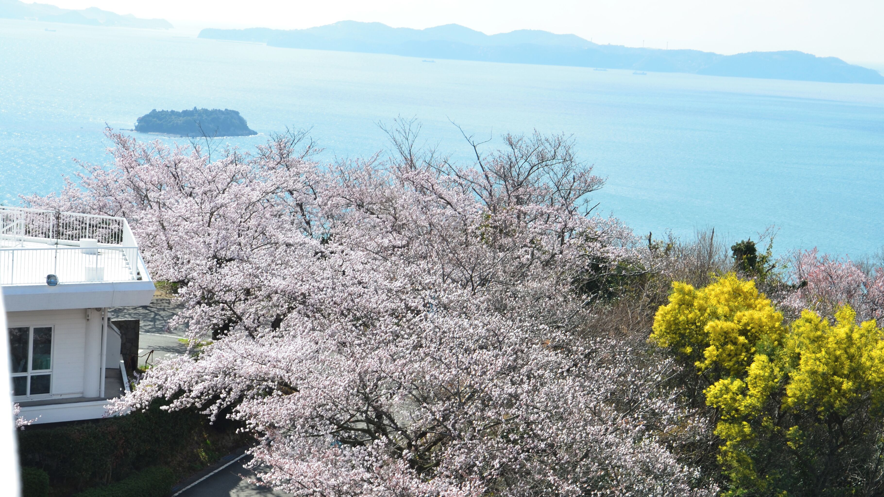 A coastal view with cherry blossoms, a distant island, and a clear sky.