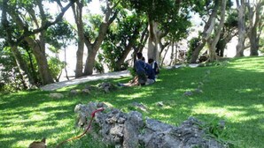 A grassy outdoor area with trees, a rock formation, and a dog. - Yugafu Kabira Ishigaki (Ishigaki)
