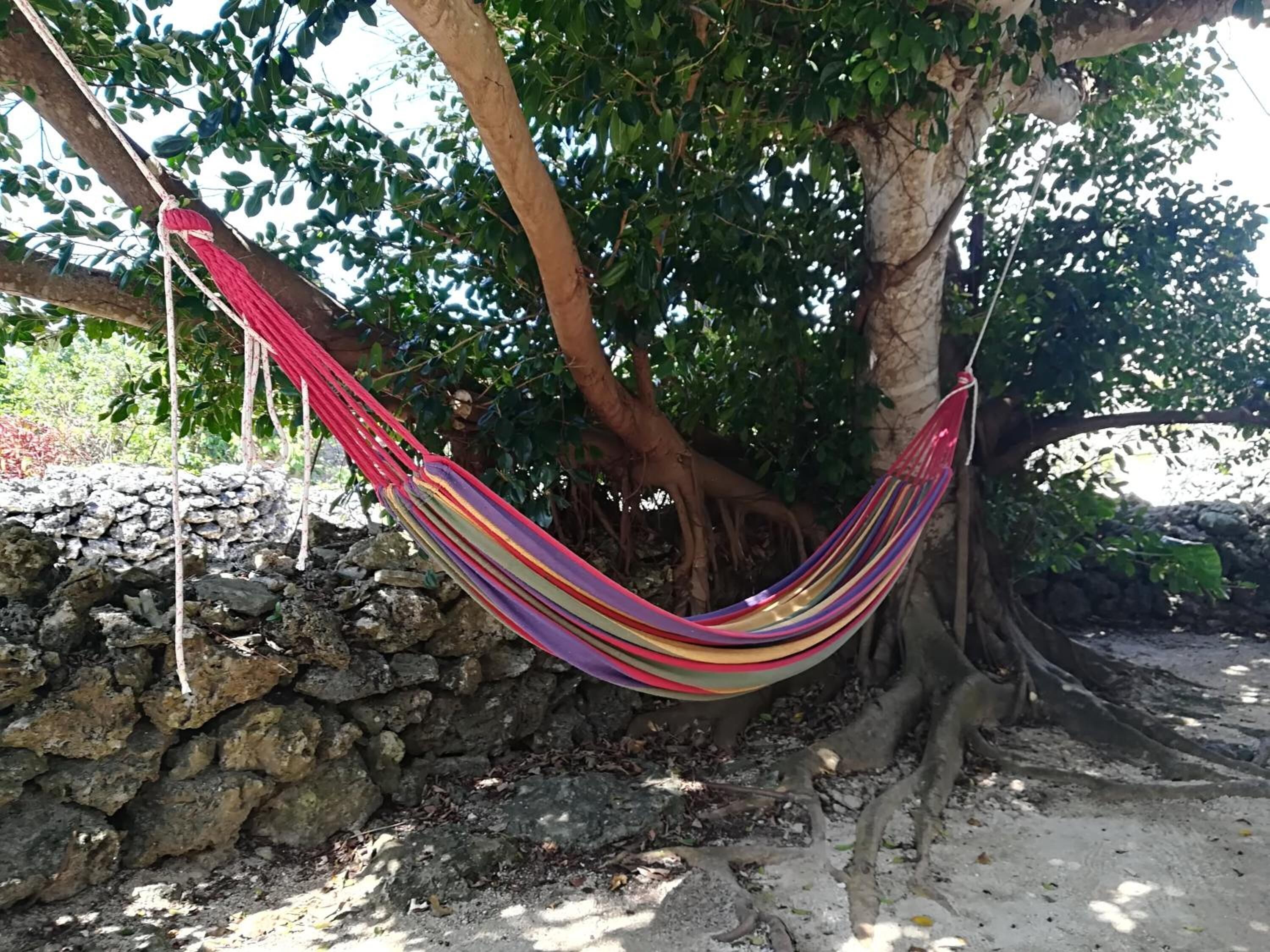 A hammock tied between two trees, with a stone wall and a tree trunk visible in the background.