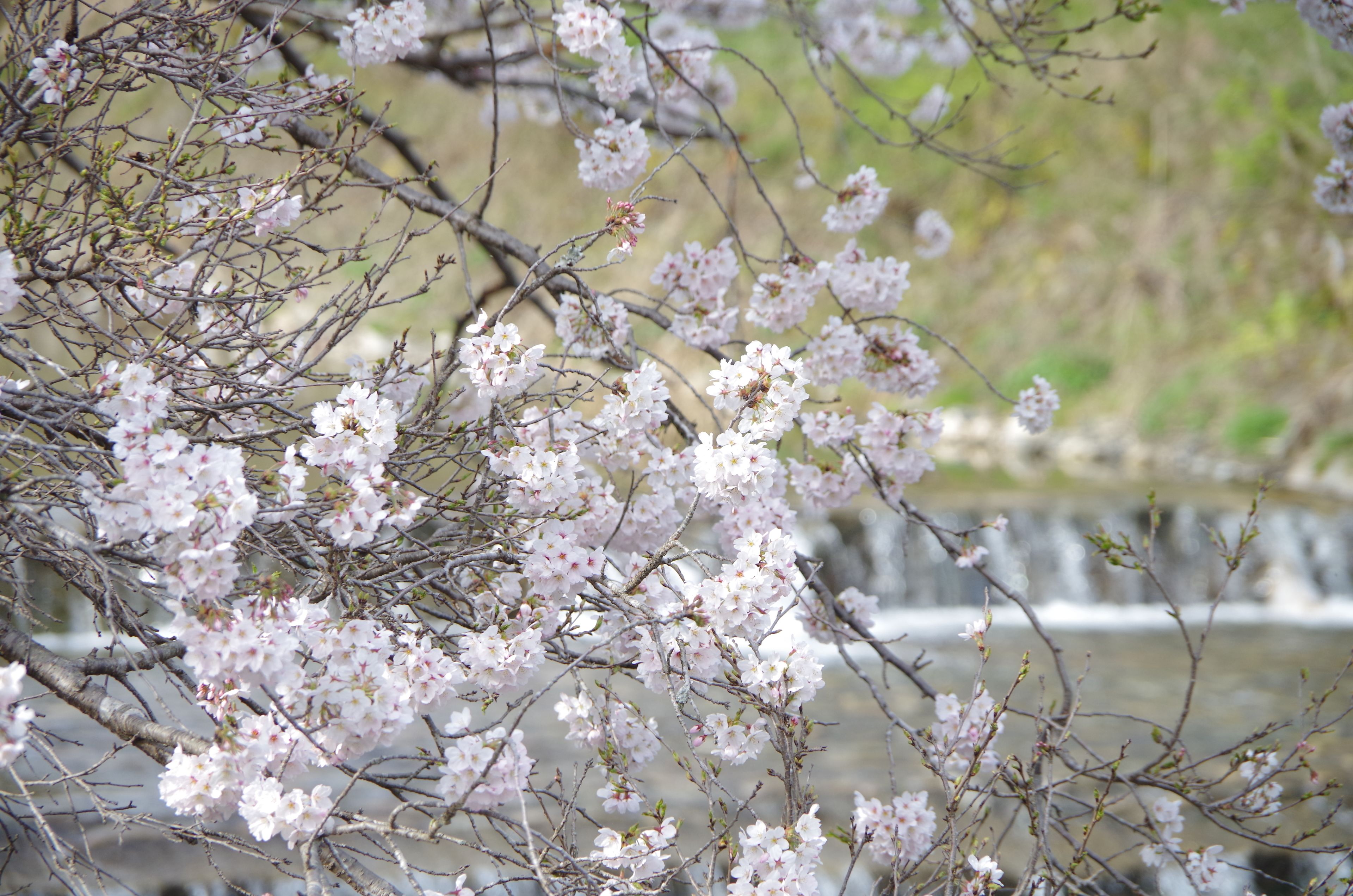 Foto - Ryoso Chatani