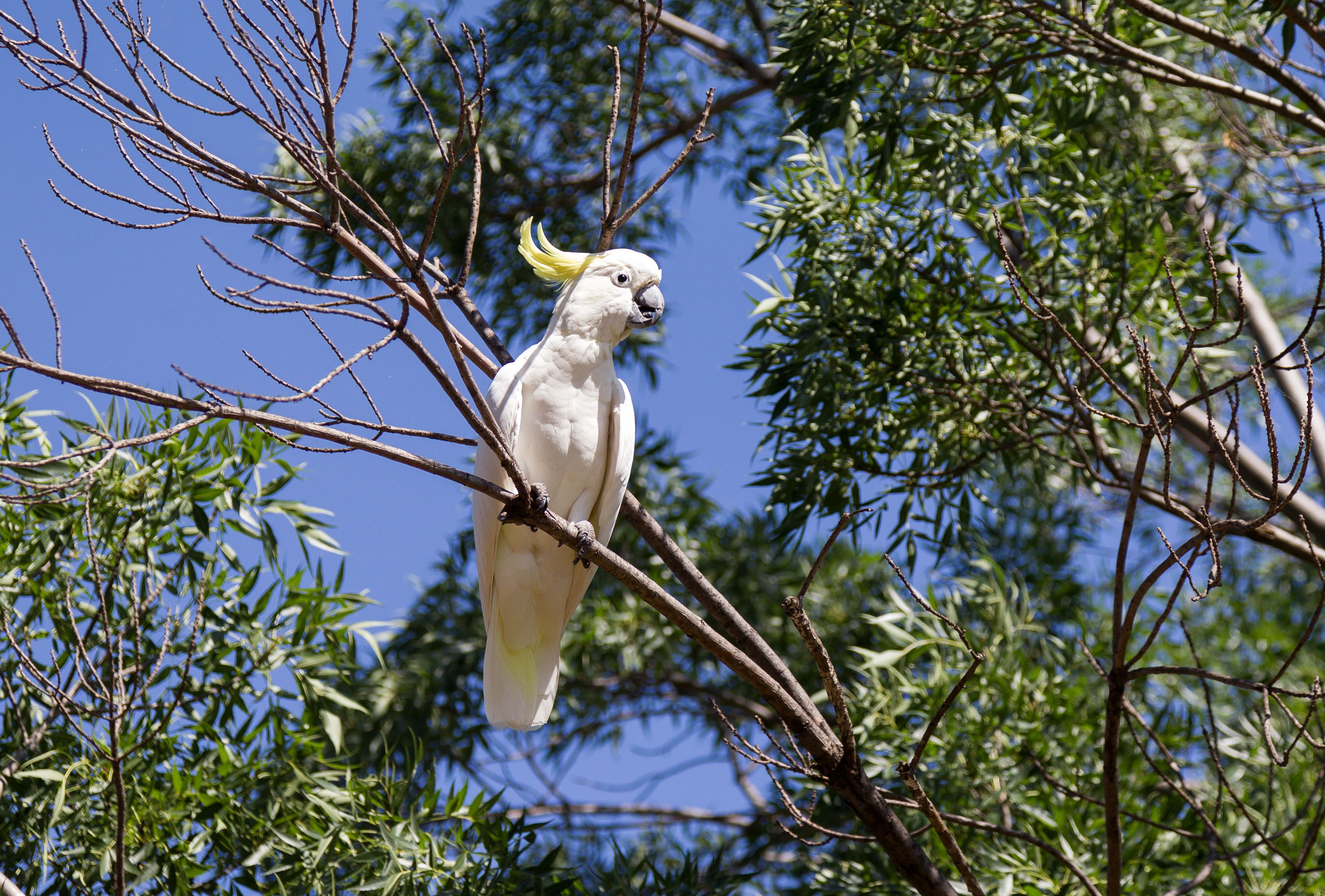 A white cockatoo perched on a tree branch.