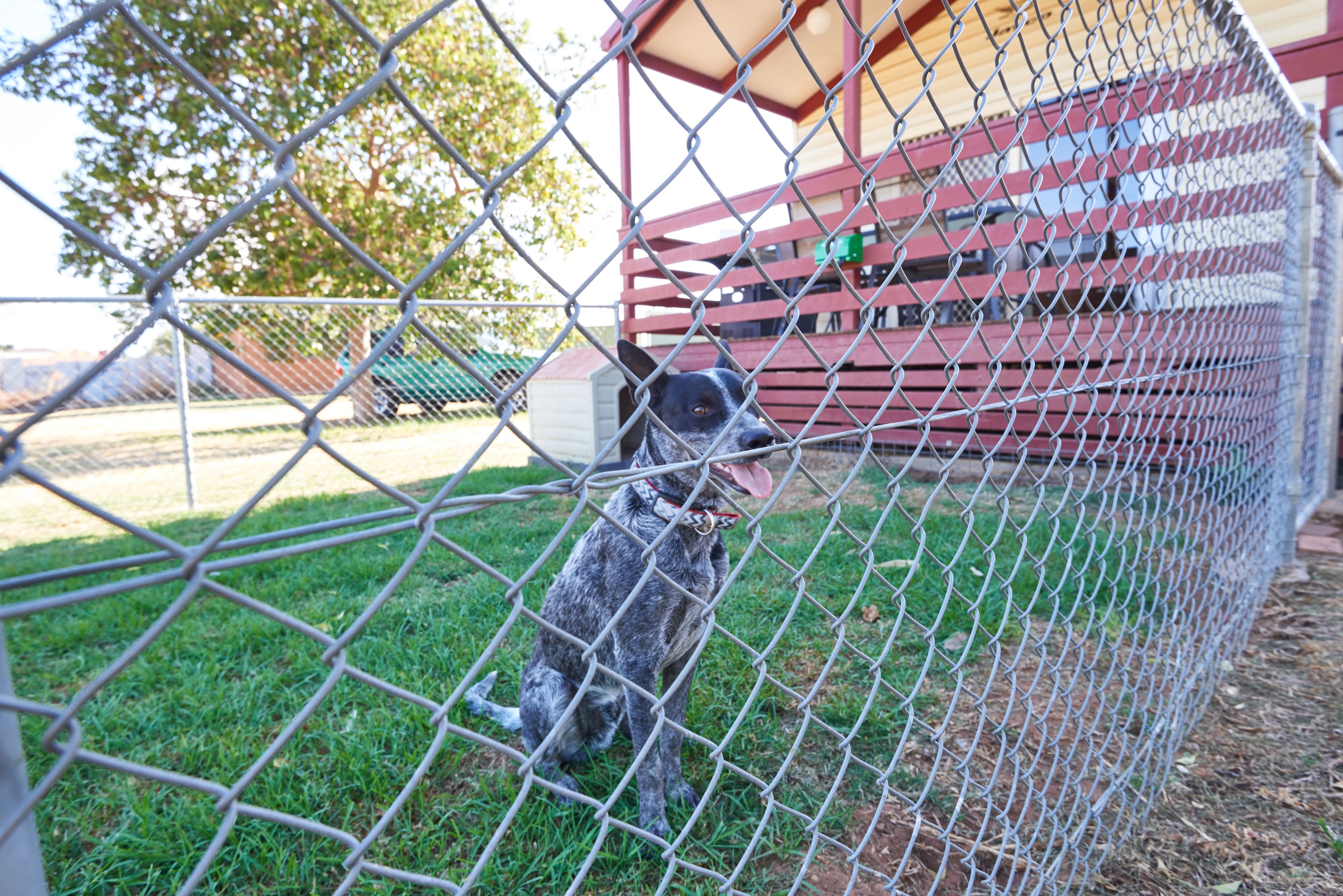 A dog behind a chain-link fence.