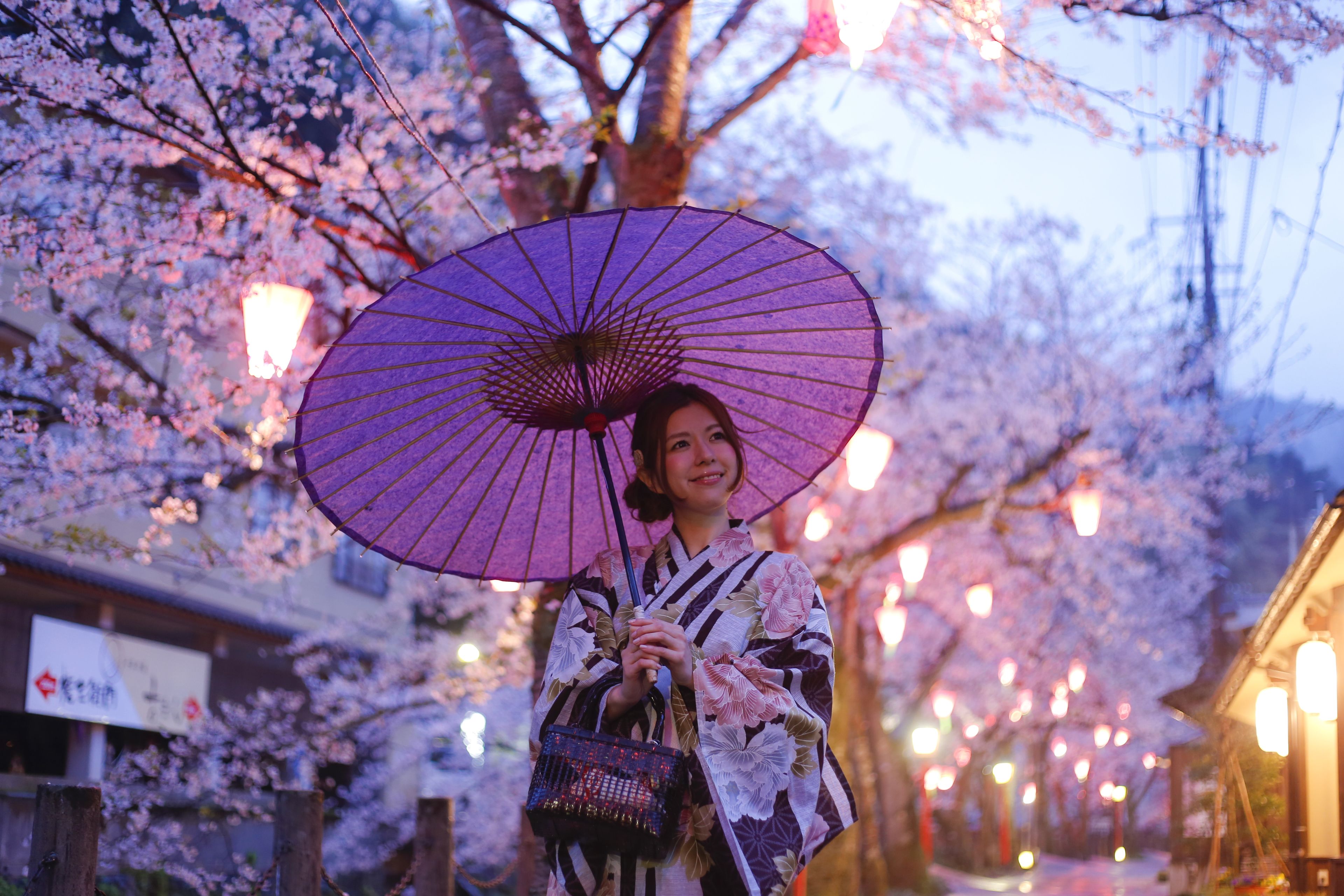 Een persoon met een paarse paraplu, gekleed in een kimono, staat voor kersenbloesems.