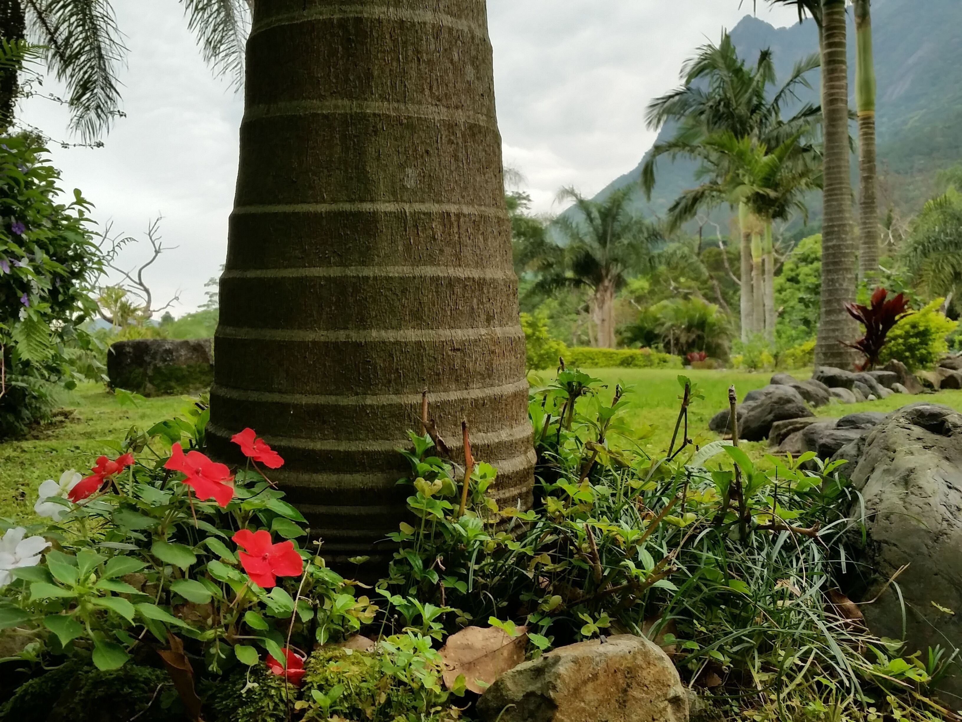 A tropical garden with a large tree trunk, red and white flowers, and a mountainous backdrop.