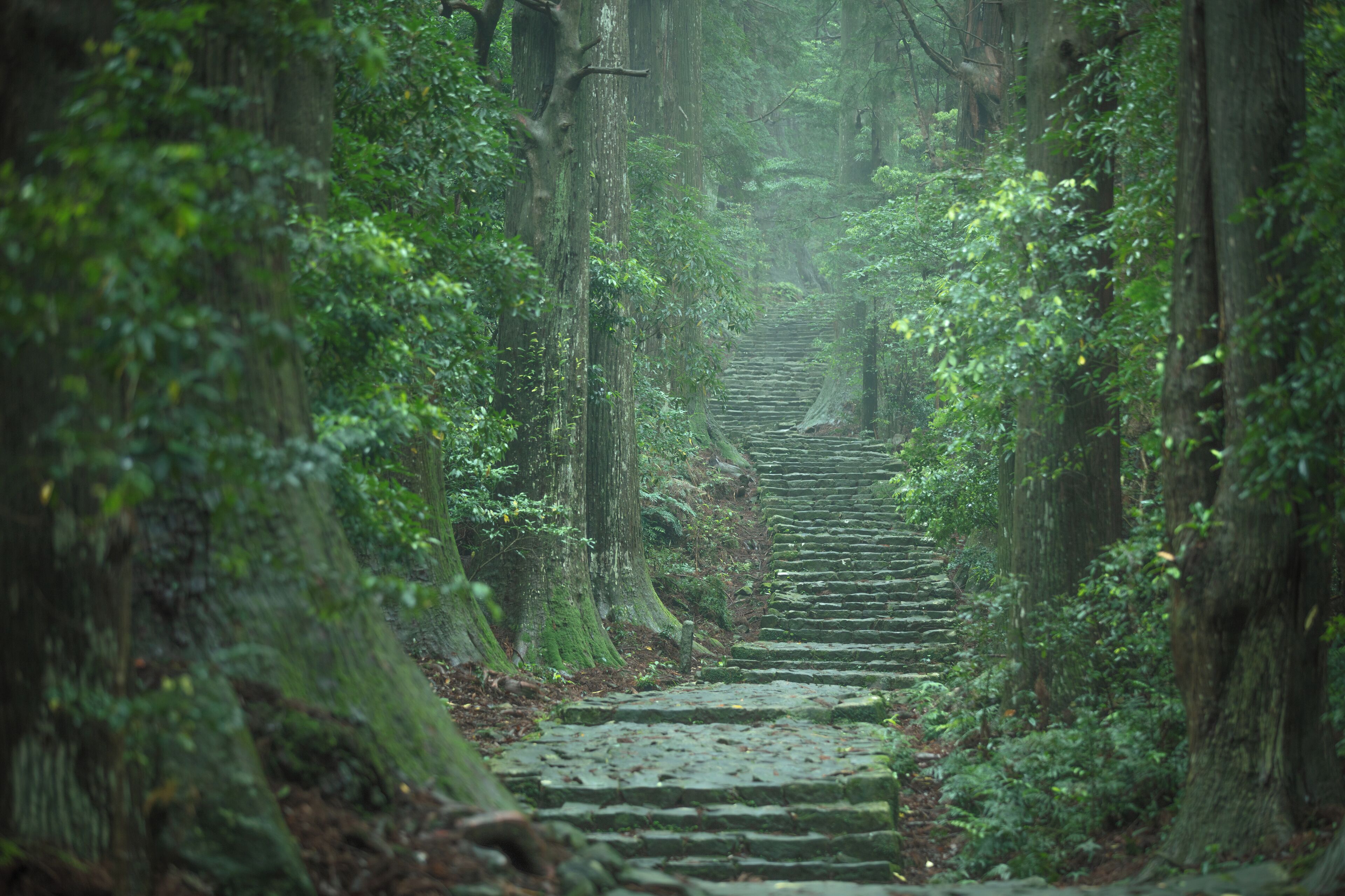 A stone staircase surrounded by lush greenery and trees.