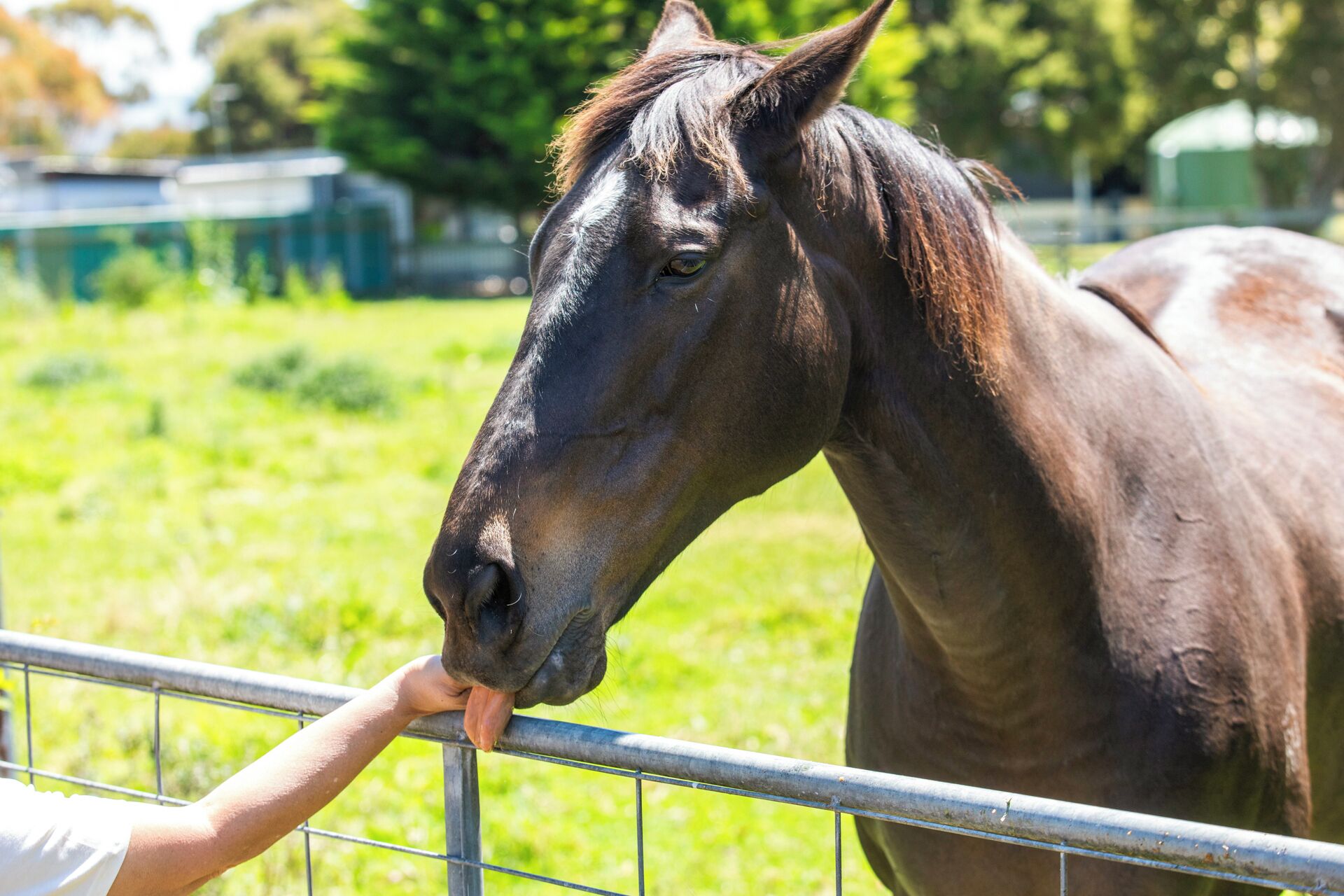 Un cheval se tient derrière une clôture en métal, et une personne lui donne à manger.