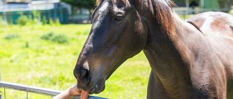 Un cheval se tient derrière une clôture en métal, et une personne lui donne à manger.