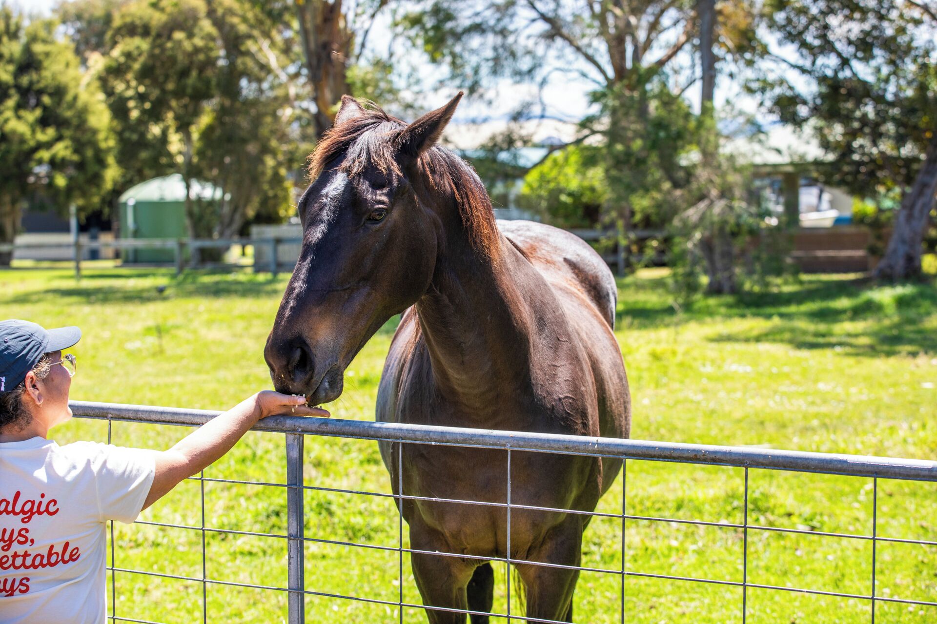 Iemand voert een paard bij met voer door een metalen hek in een groene buitenruimte, met bomen en een gebouw op de achtergrond.