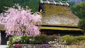 A traditional Japanese building with a thatched roof, surrounded by blooming cherry blossoms and a stone pathway. - Kyoto Miyama Ryori Ryokan Chinsenro (Nantan)