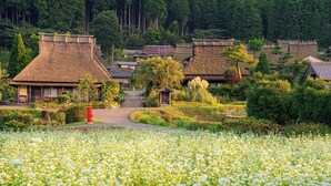 A traditional village with thatched-roof houses, a central pathway, and a field of white flowers. - Kyoto Miyama Ryori Ryokan Chinsenro (Nantan)