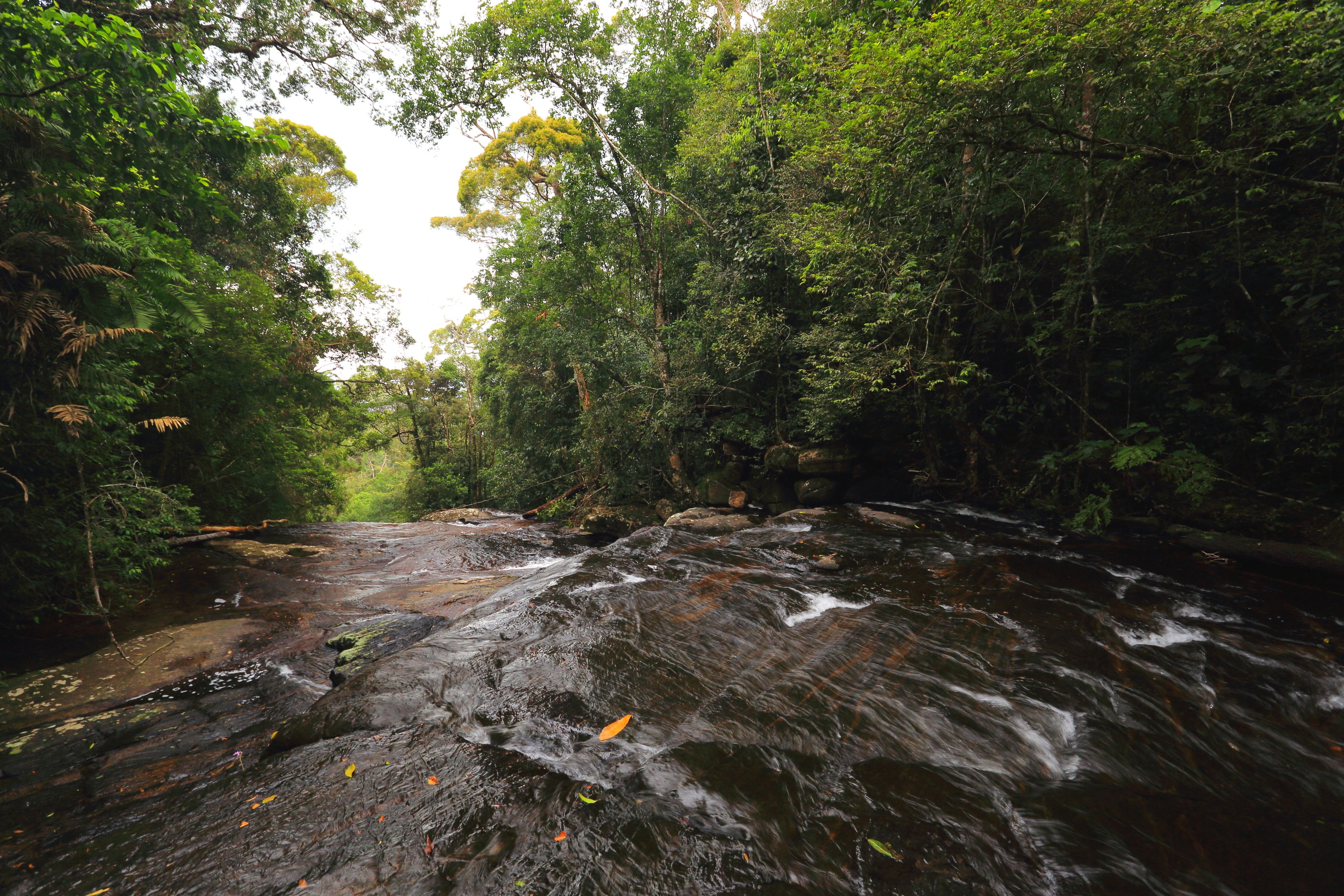 Un río serpenteando por un bosque denso con rocas y follaje.