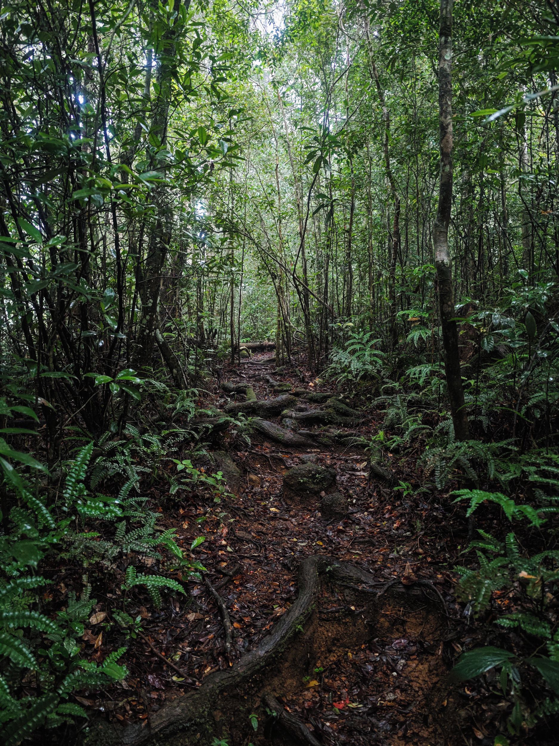 Ein bewaldetes Gebiet mit einem Feldweg, dichtem Grün und verschiedenen Baumarten.