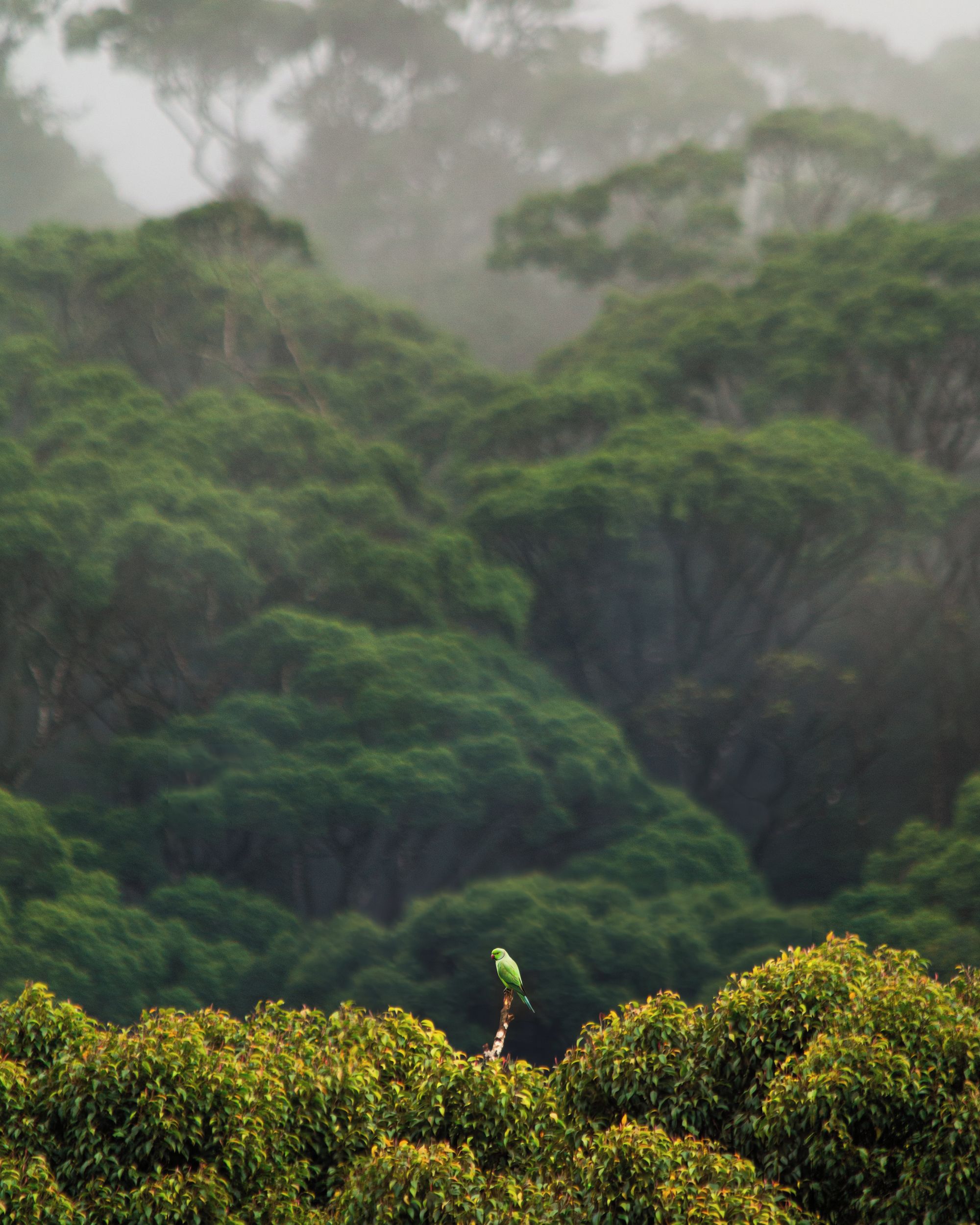 Un pájaro posado en una rama, con follaje denso al fondo.