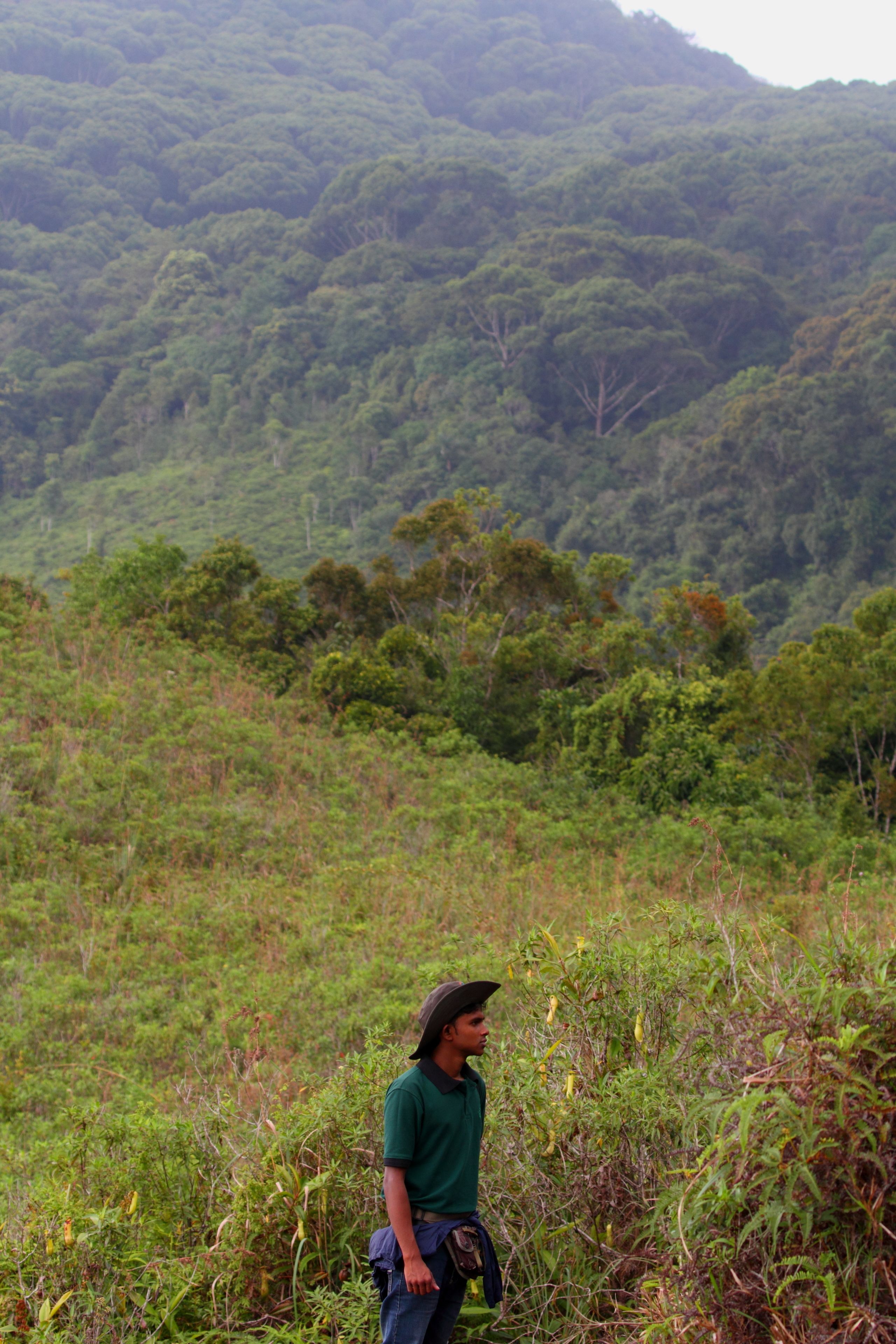 Une personne se tient dans un environnement naturel, entourée d’une végétation dense, avec une colline en arrière-plan.
