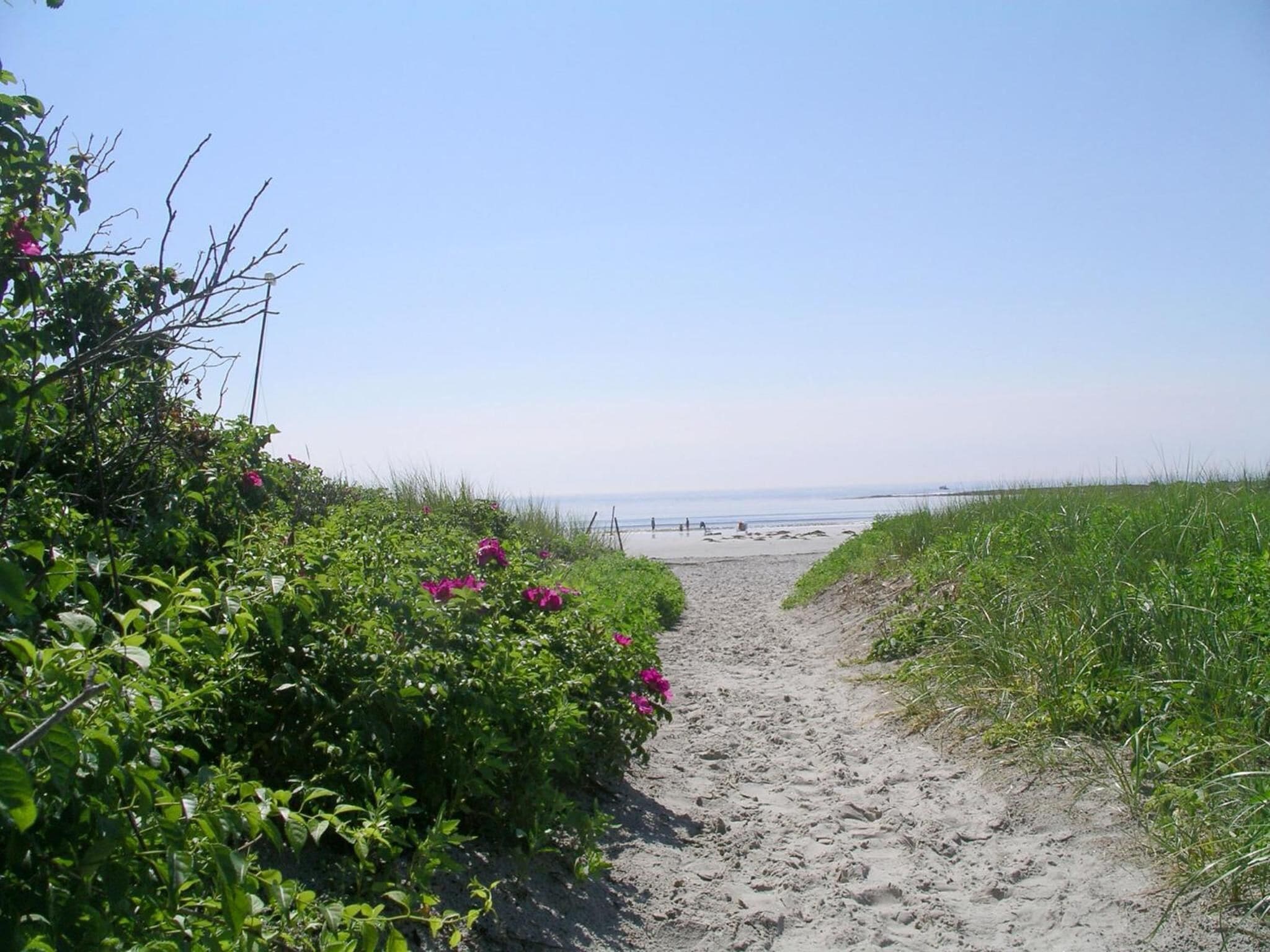 A sandy beach path with greenery and flowers on the sides, leading to the beach.
