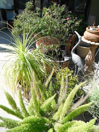 Garden. Colusa Riverside Inn
