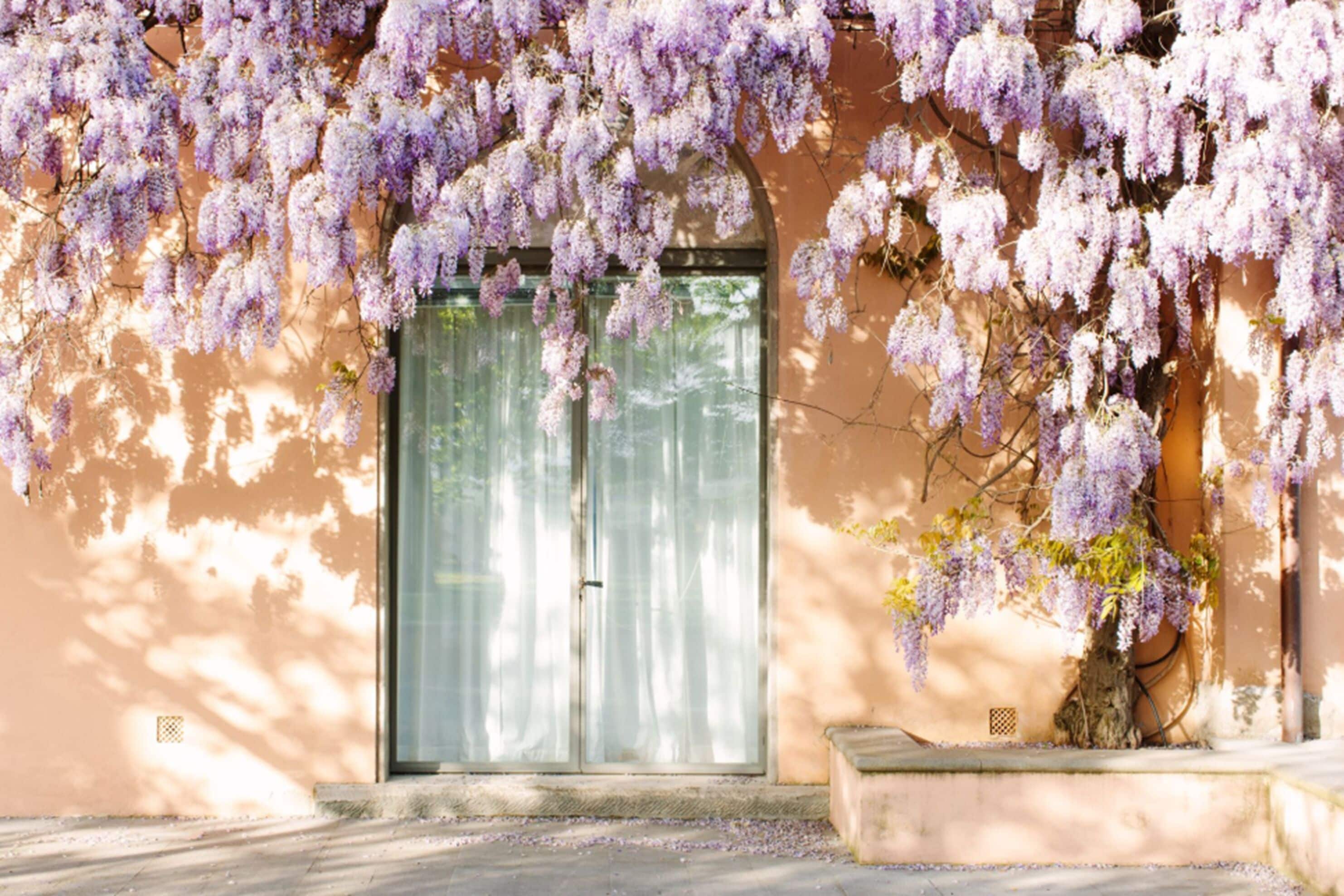 Suite Junior | Vue de la chambre