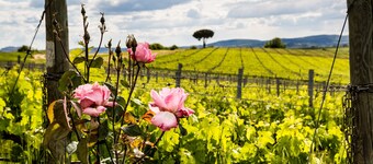 Villa Loggio Winery and Boutique Hotel