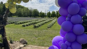 Un arco de globos con globos verdes y morados en un entorno exterior, con un campo cubierto de césped y árboles al fondo.