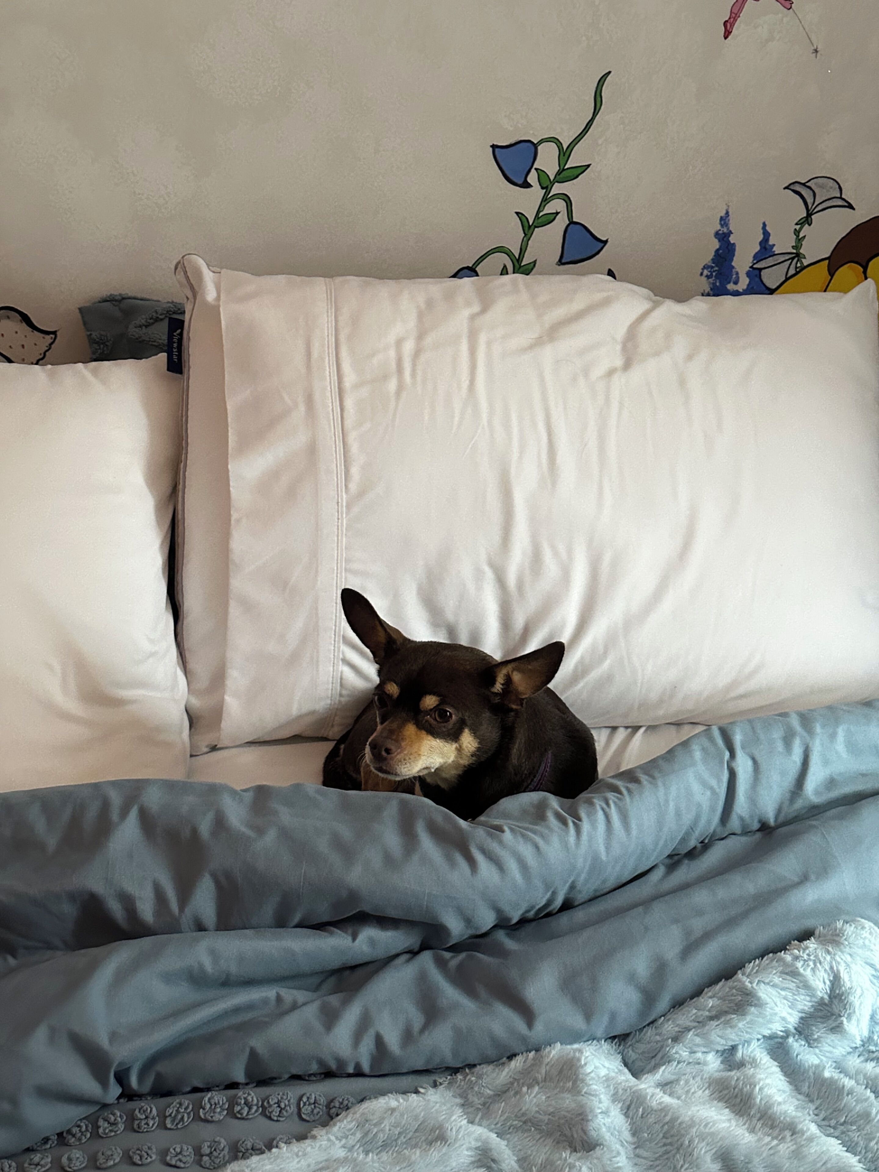 Garden Room (1 Queen Bed)