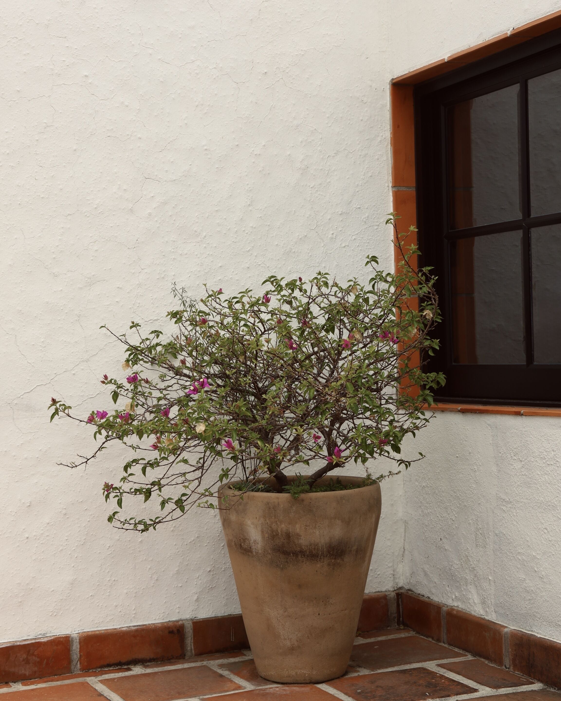 Foto - Quinta Don Jose Boutique Hotel