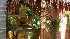 A room with a tropical theme, featuring palm plants and a wooden wall.