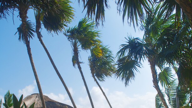 Una playa con palmeras, una hamaca y una estructura de techo de paja.