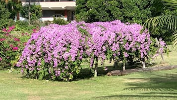 Jardín