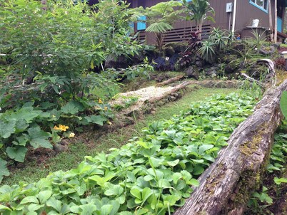 Ixchel Hawaii