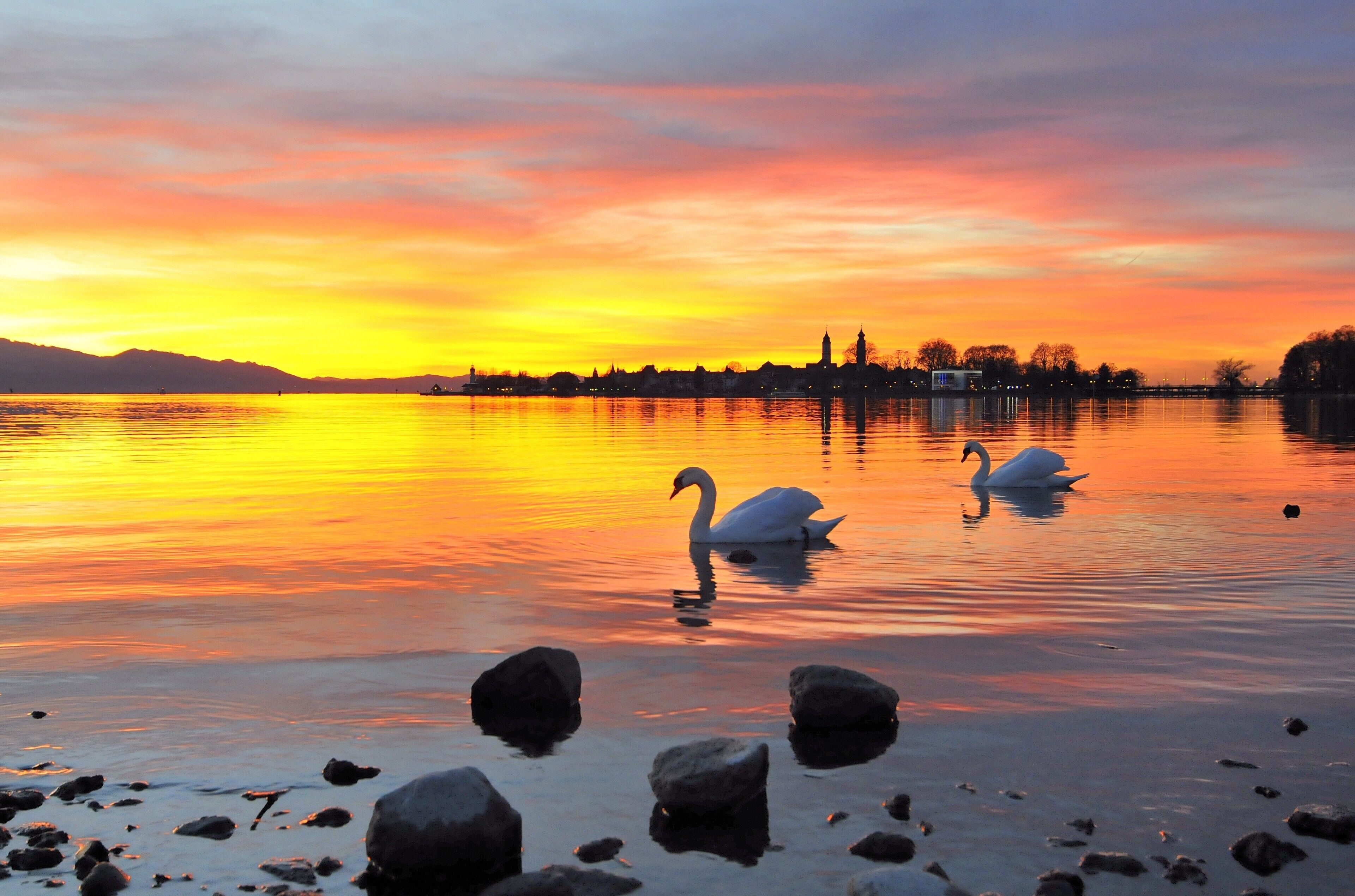 Un lago tranquilo al atardecer con cisnes y el perfil distante de una ciudad.