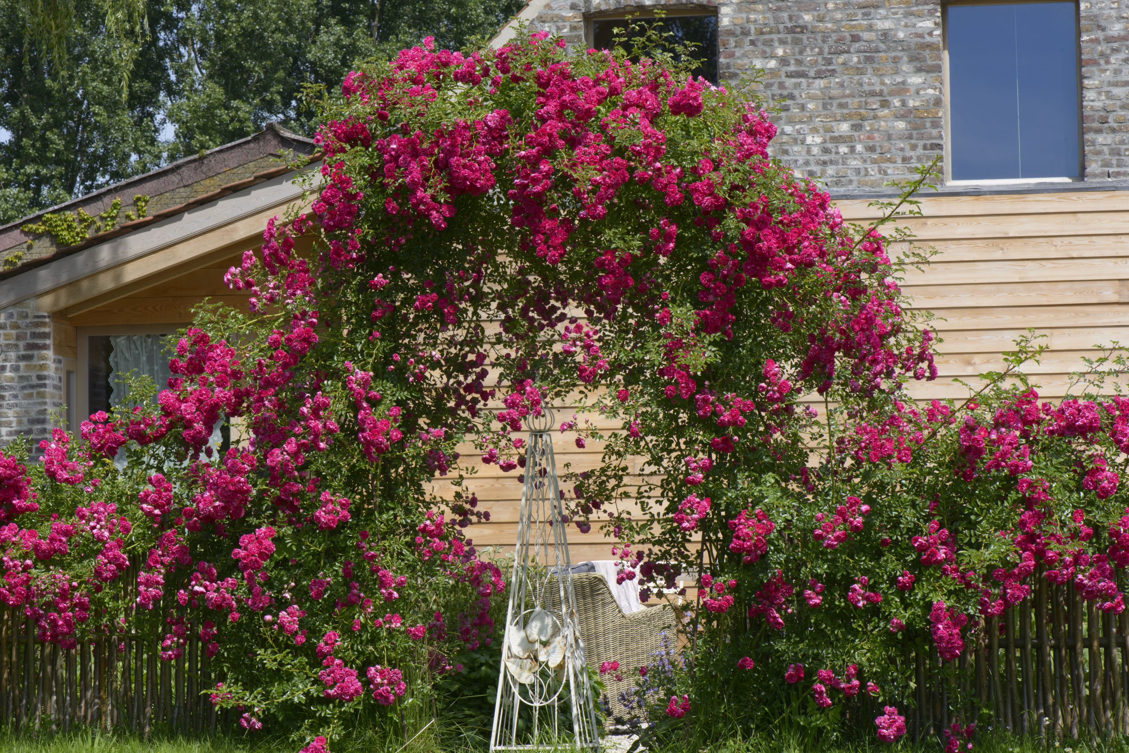 Foto - B&B Le Plat Pays Oostkamp-Brugge