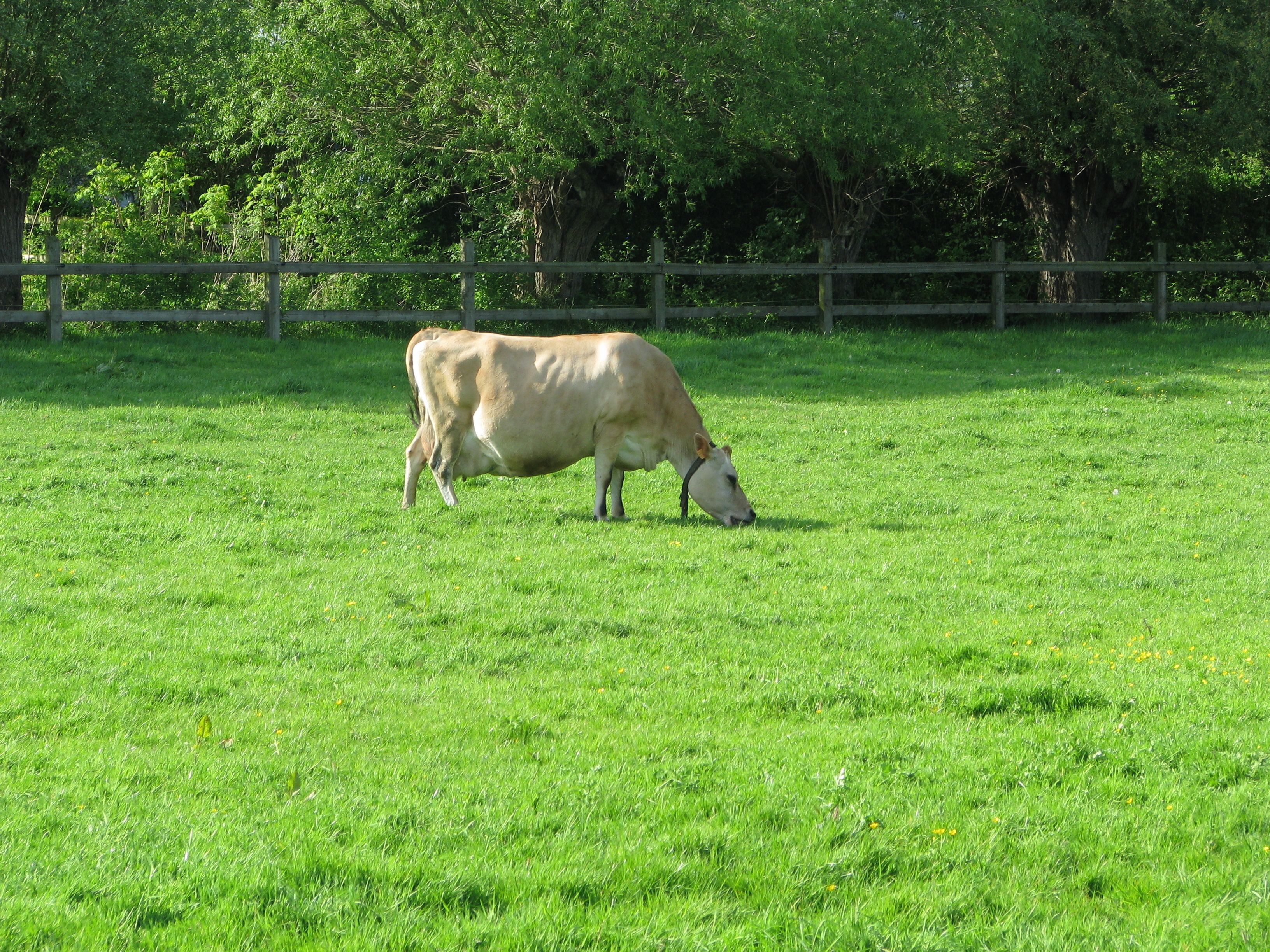 Foto - B&B Le Plat Pays Oostkamp-Brugge