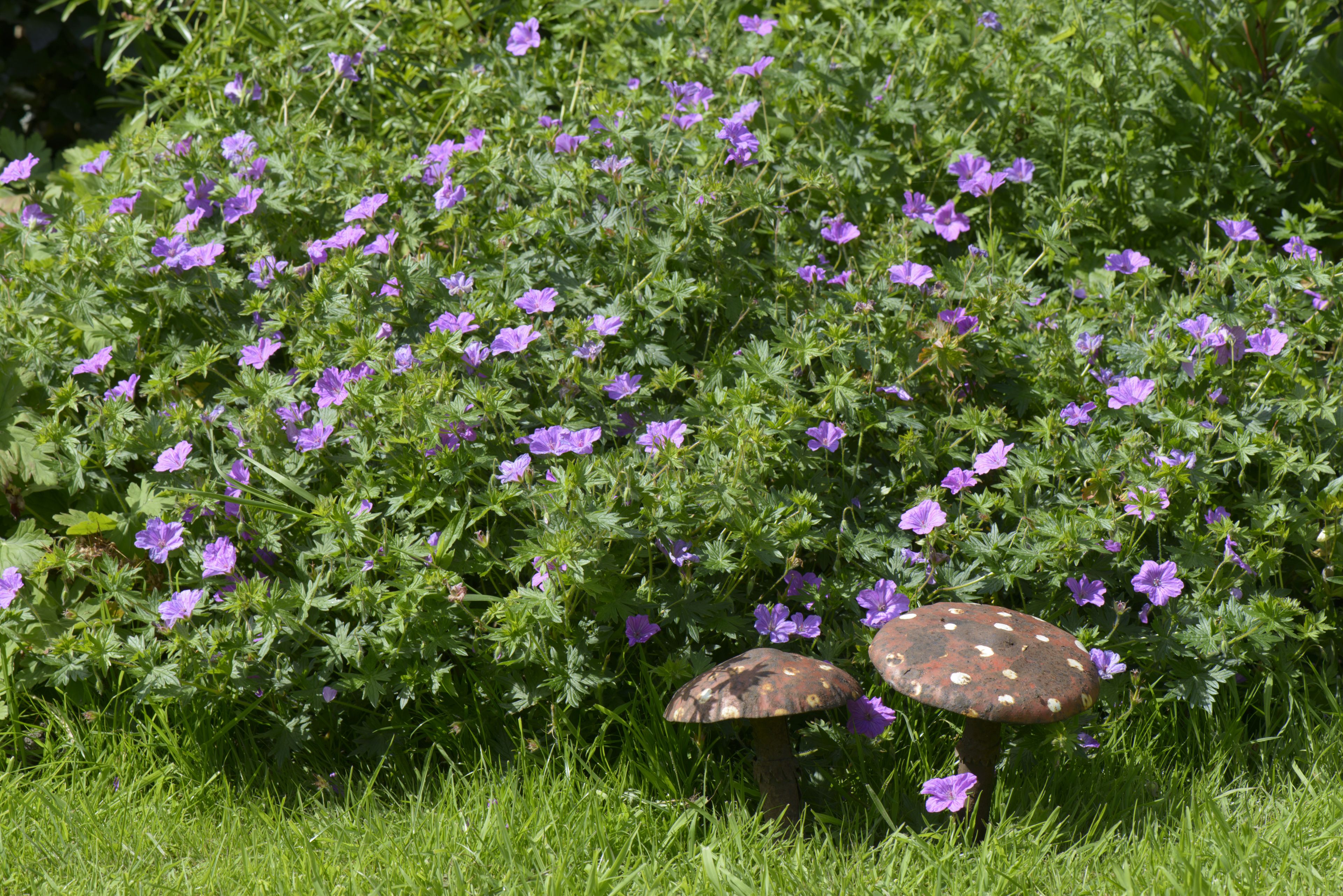 Foto - B&B Le Plat Pays Oostkamp-Brugge