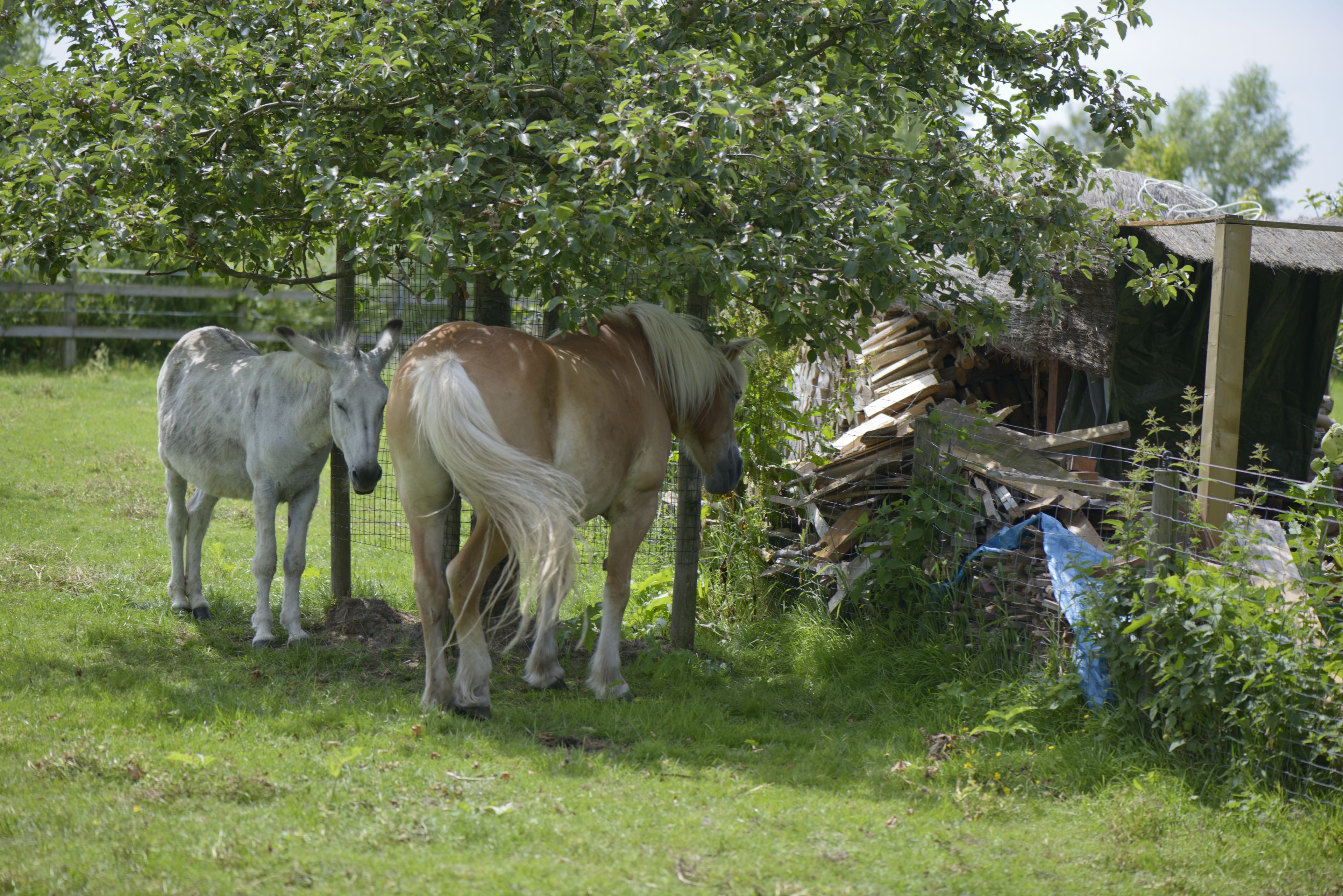 Foto - B&B Le Plat Pays Oostkamp-Brugge