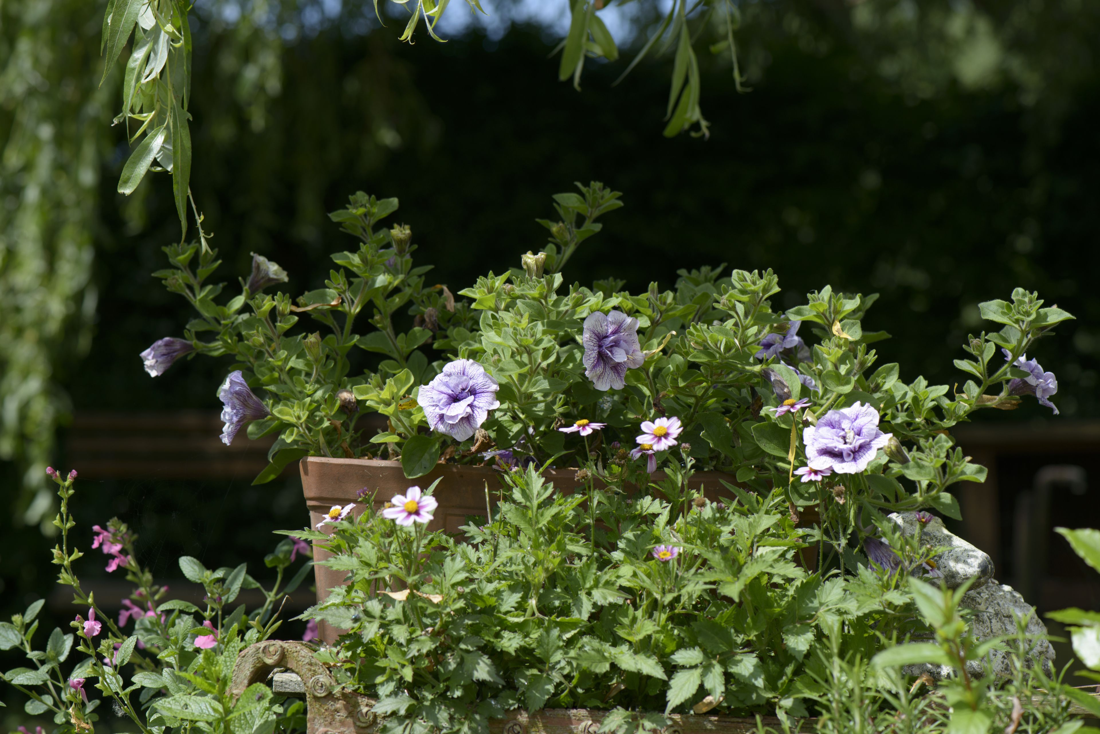 Foto - B&B Le Plat Pays Oostkamp-Brugge