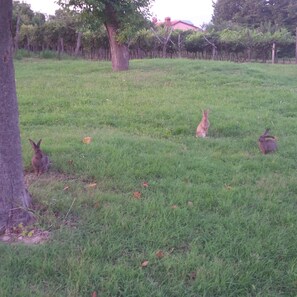BBQ/picnic Area