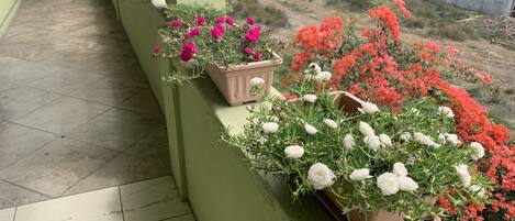 Ein Balkon mit Blumentöpfen und Blumen, ein Kachelboden und ein Blick auf Gebäude im Hintergrund.