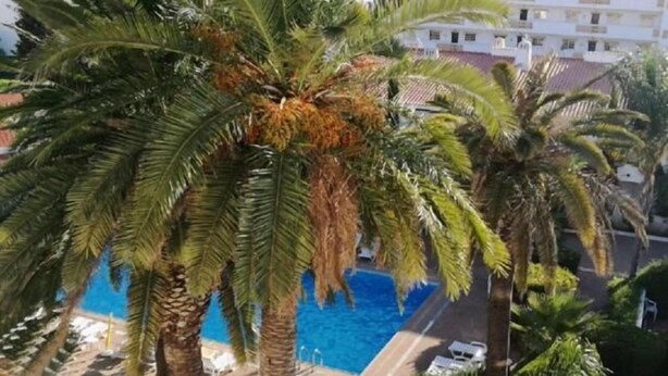 A pool area with palm trees and a building in the background. - Solar de São João - Apartamentos Turísticos (Albufeira)