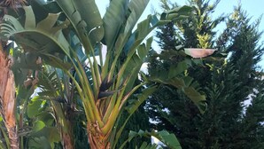 A garden with various tropical plants, including banana trees and a palm tree. - Solar de São João - Apartamentos Turísticos (Albufeira)