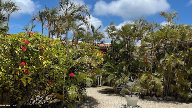 A garden pathway with palm trees and red flowers, leading to a building with a tiled roof. - Dive Hut - Boutique Apartments (Kralendijk)