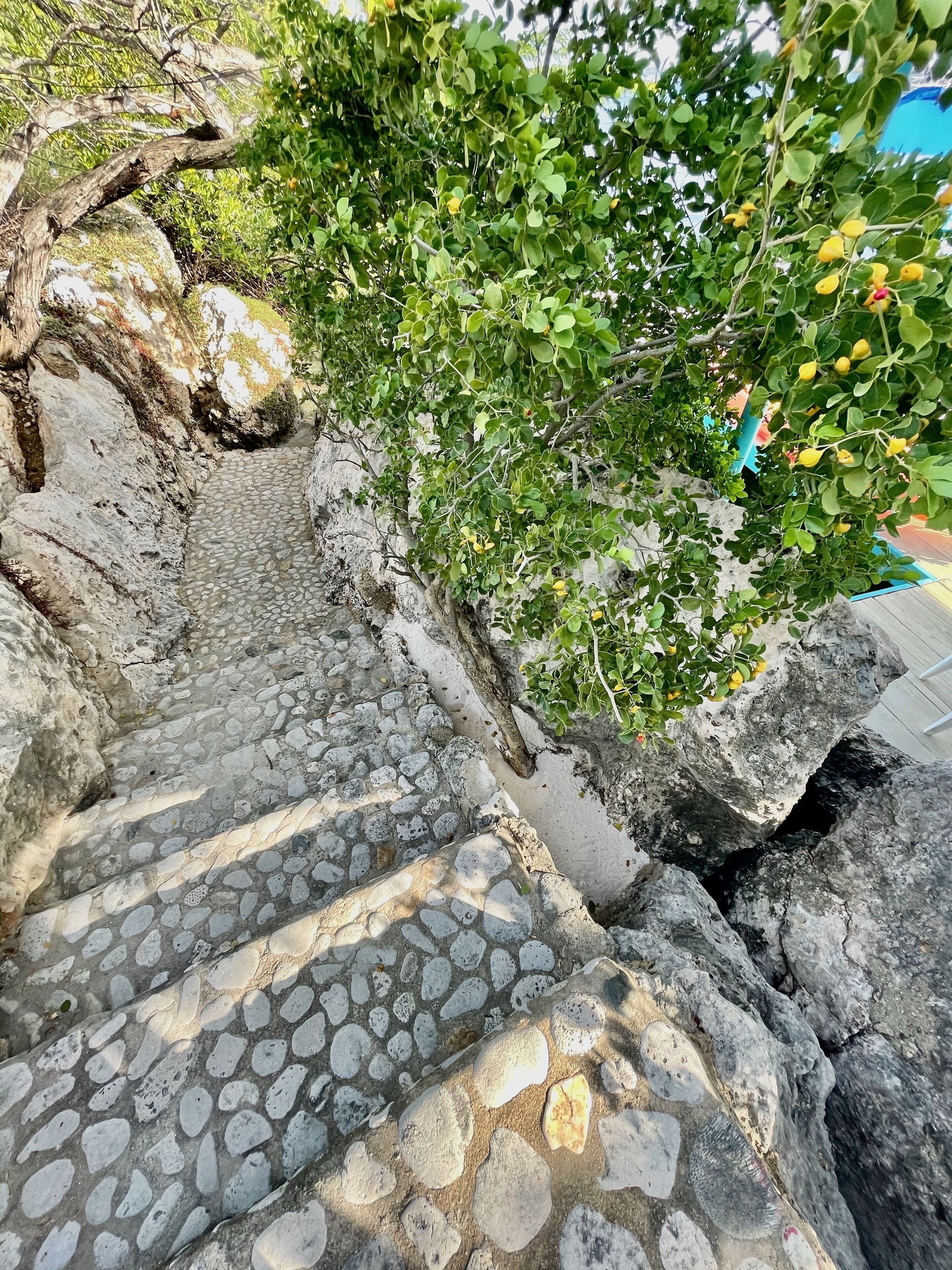 Eine steinerne Treppe führt einen schmalen, felsigen Pfad hinauf, überdacht von Grünpflanzen.