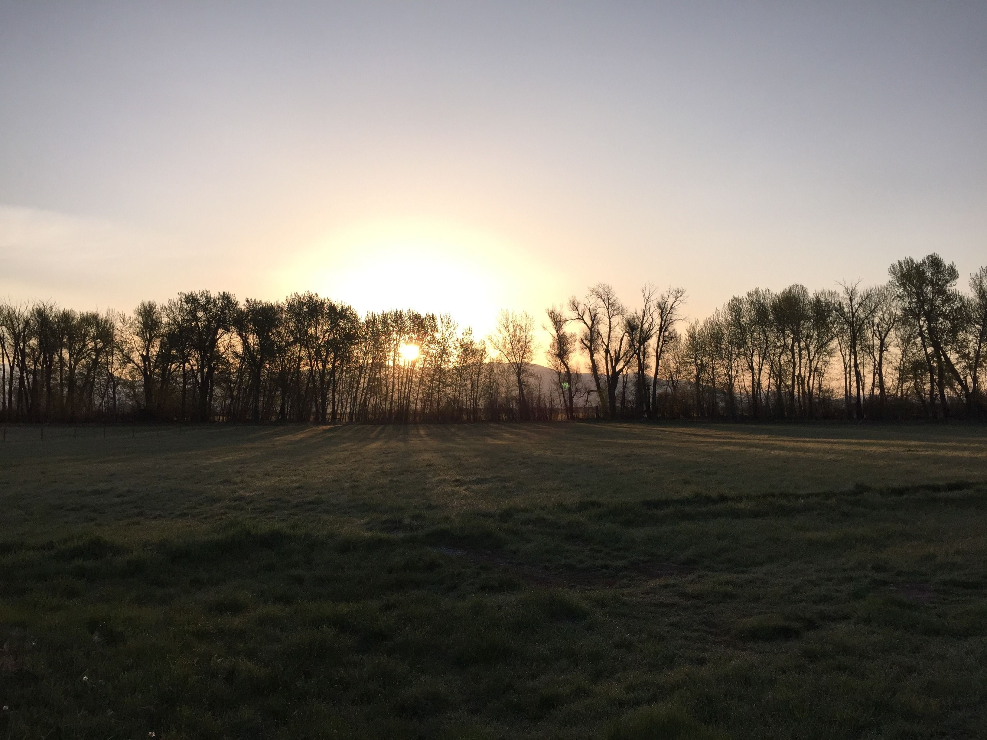 Ein Feld mit Bäumen im Hintergrund und einem klaren Himmel.