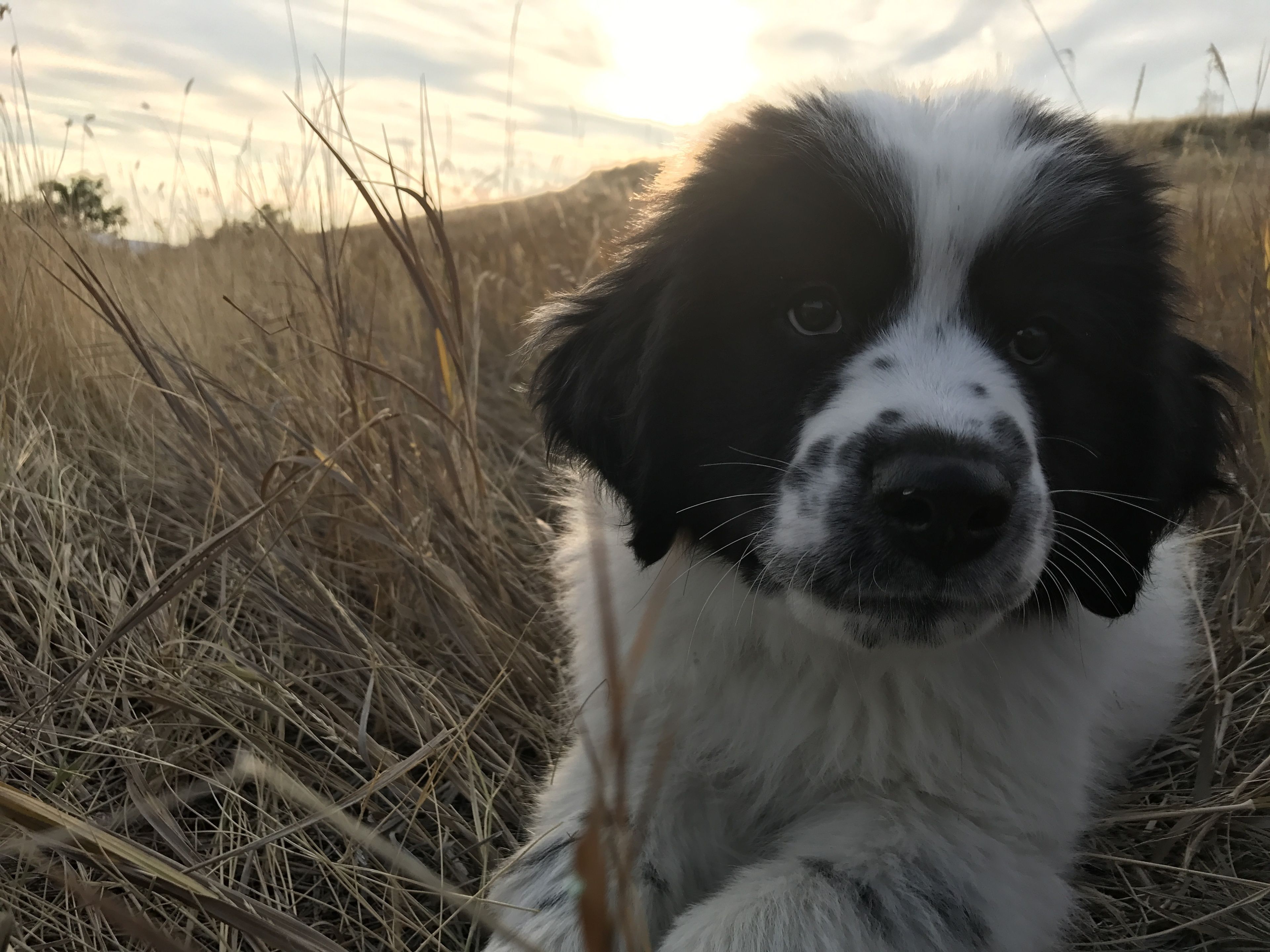 Foto - Gallatin River Lodge