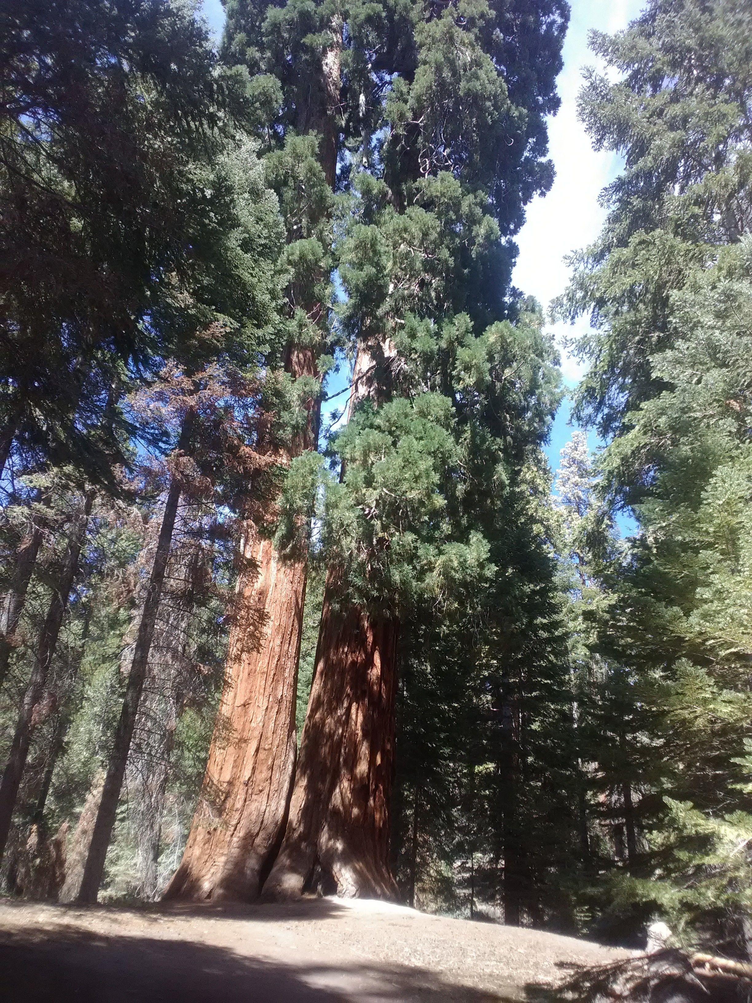 Un árbol grande con un tronco grueso y follaje denso, rodeado de árboles más pequeños en un entorno boscoso.